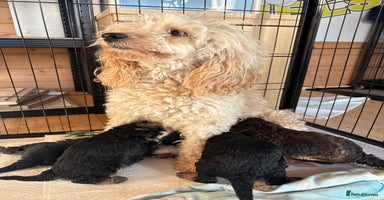 Miniature Poodle dogs - Advert 2