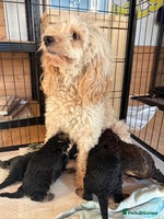 Miniature Poodle dogs - Advert 2