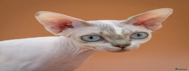Emaida Diva of OurSphynxFamily