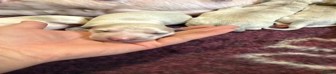 Saluki Puppy 6