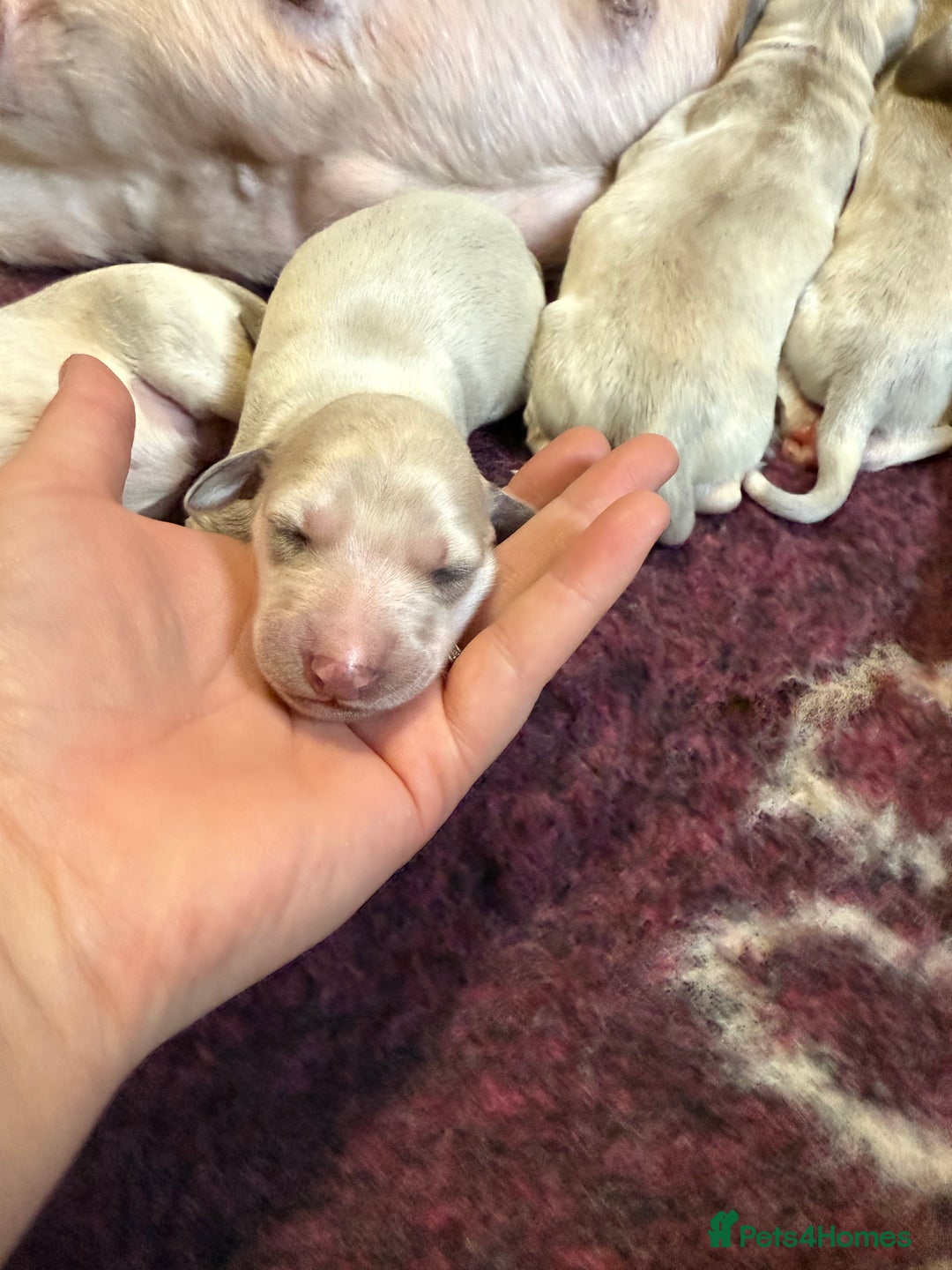 Saluki dogs for sale: Beautiful Saluki  - Image 30
