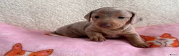 Miniature Dachshund dogs for sale: Miniature smoothair dachshund puppies 🐶  - Advert 9