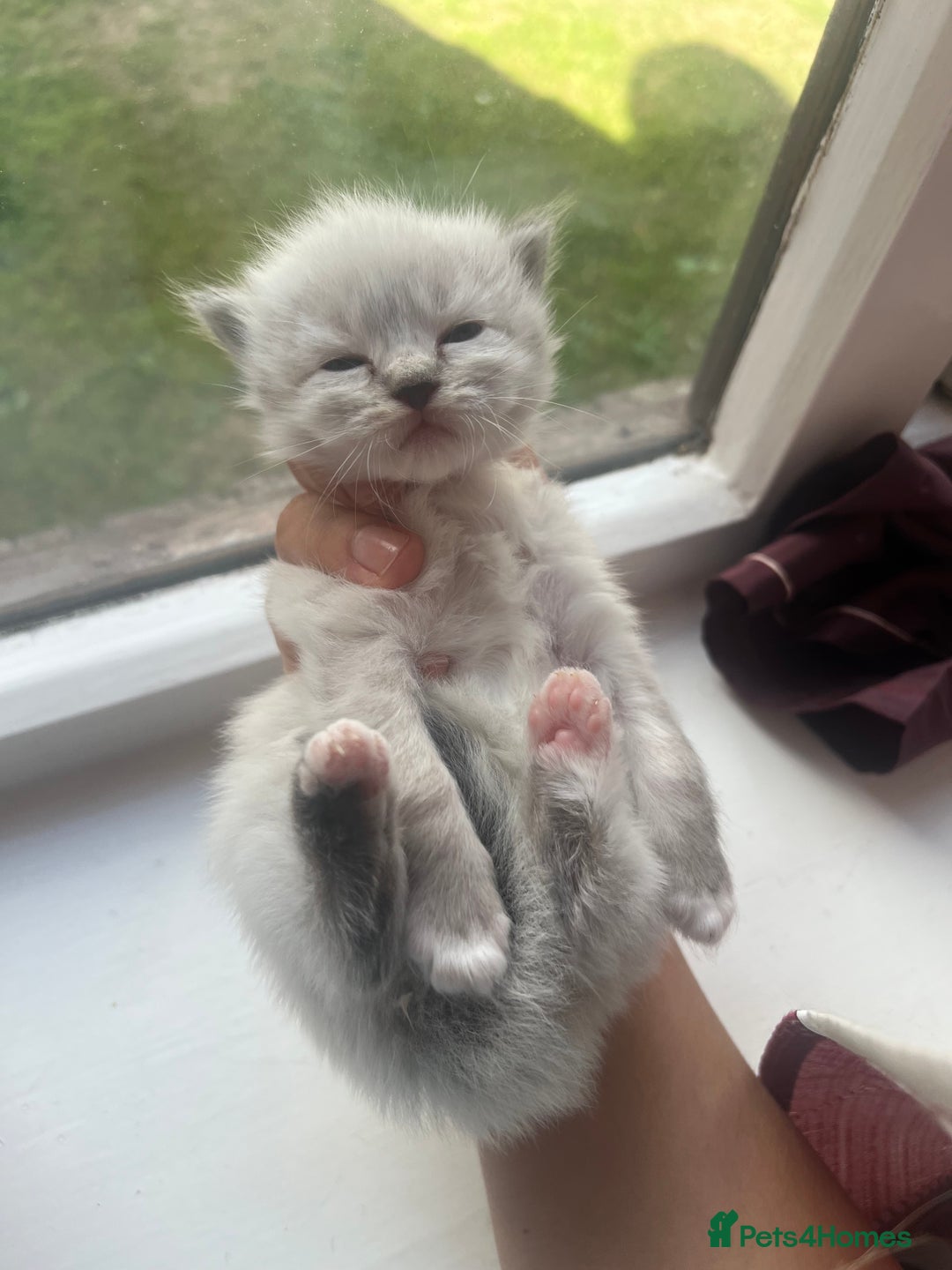 Ragdoll cats for sale: Ragdoll kittens - Image 12