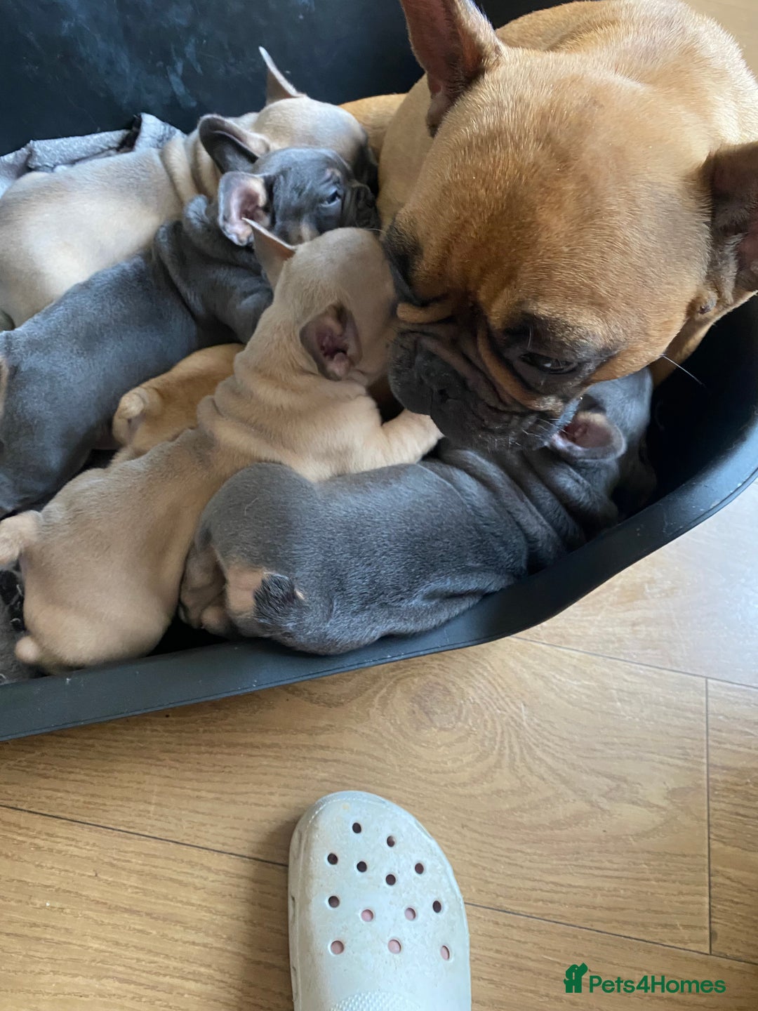 French Bulldog dogs for sale: Puppies - Image 1