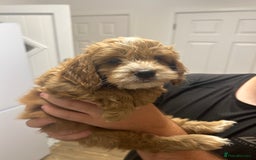 Cockapoo dogs for sale: Cockapoo puppy  - Image 2