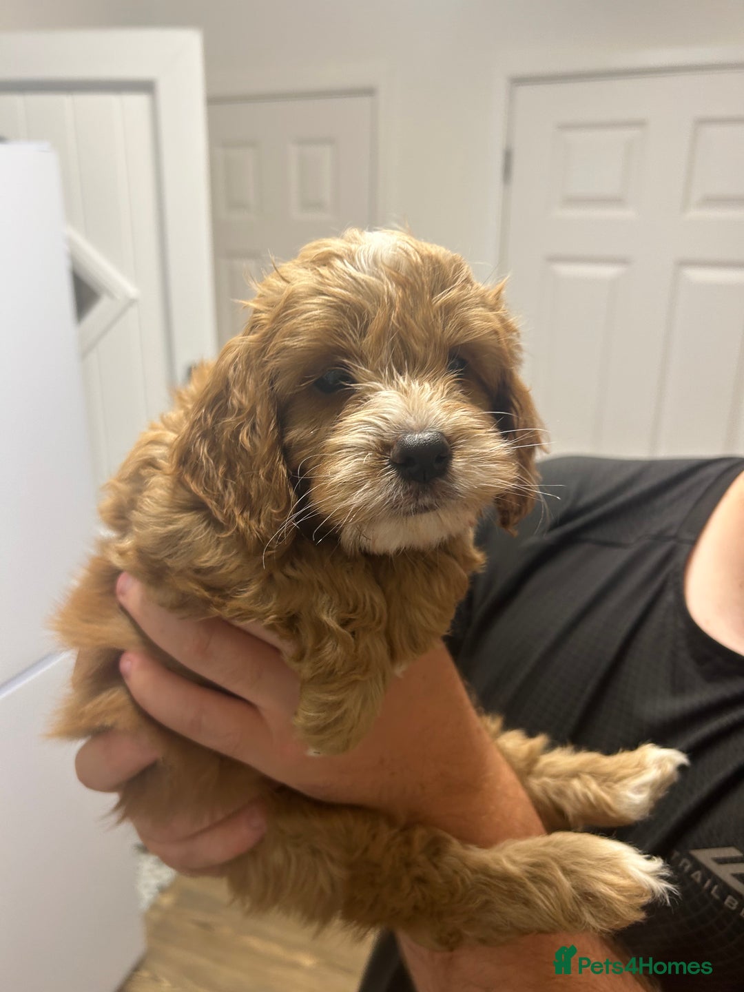 Cockapoo dogs for sale: Cockapoo puppy  - Image 2