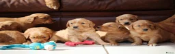 Golden Retriever dogs for sale: Dark Red KC Reg Working Golden Retriever Puppies - Advert 4