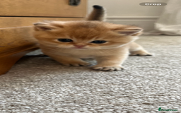 British Shorthair cats for sale: Gccf NY12 kittens world champion lines - Advert 6