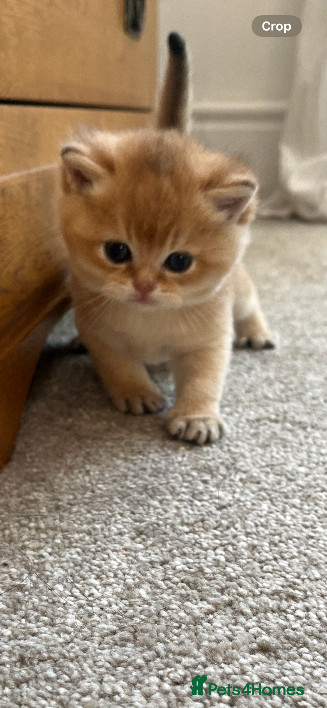 British Shorthair cats for sale: Gccf NY12 kittens world champion lines - Advert 6