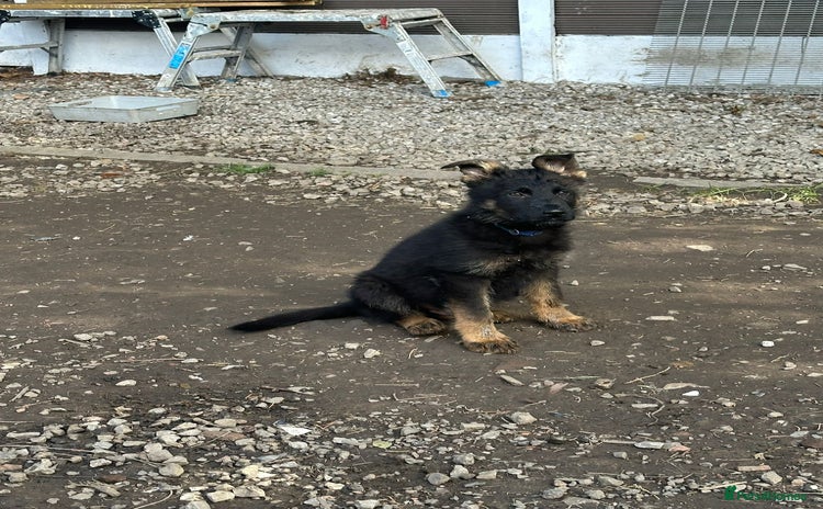 German Shepherd dogs - Advert 14