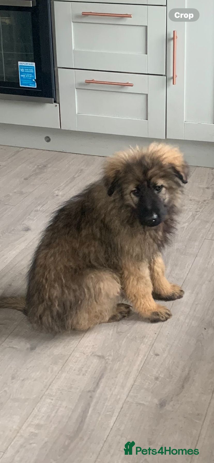 Mixed Breed dogs German shepherd x Caucasian shepherd puppies - Advert 1