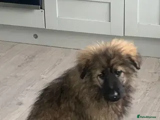 Mixed Breed dogs German shepherd x Caucasian shepherd puppies - Advert 14