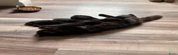 Mixed Breed cats for sale: Mixed Breed Black Kittens in Thetford - Advert 2