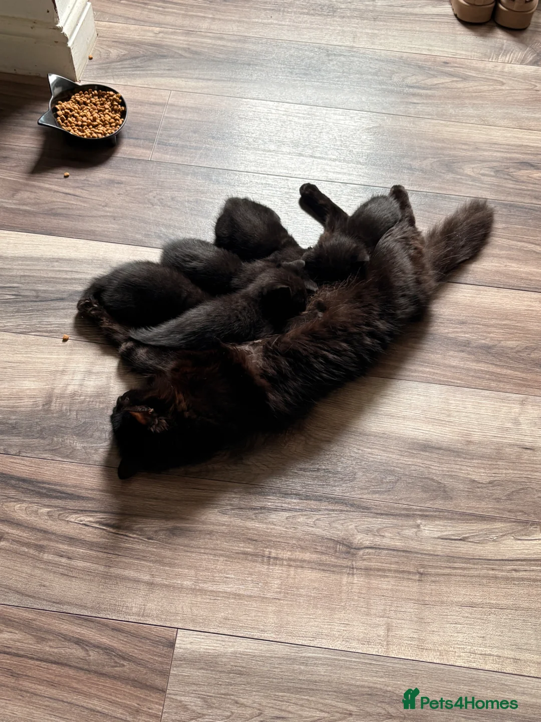 Mixed Breed cats for sale: Mixed Breed Black Kittens in Thetford - Advert 2