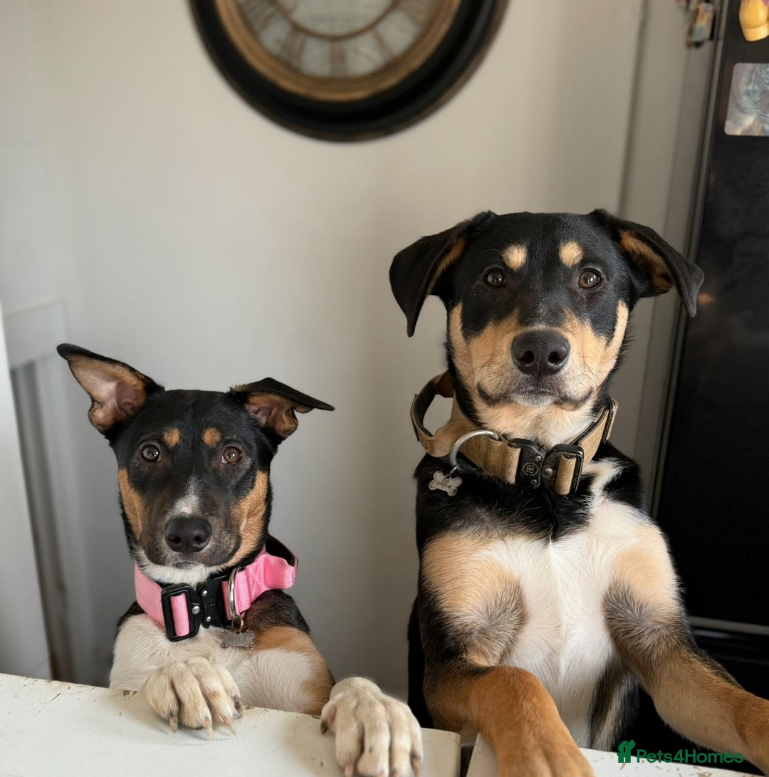 Mixed Breed dogs for sale: Our beautiful boy Koda💙 - Advert 12