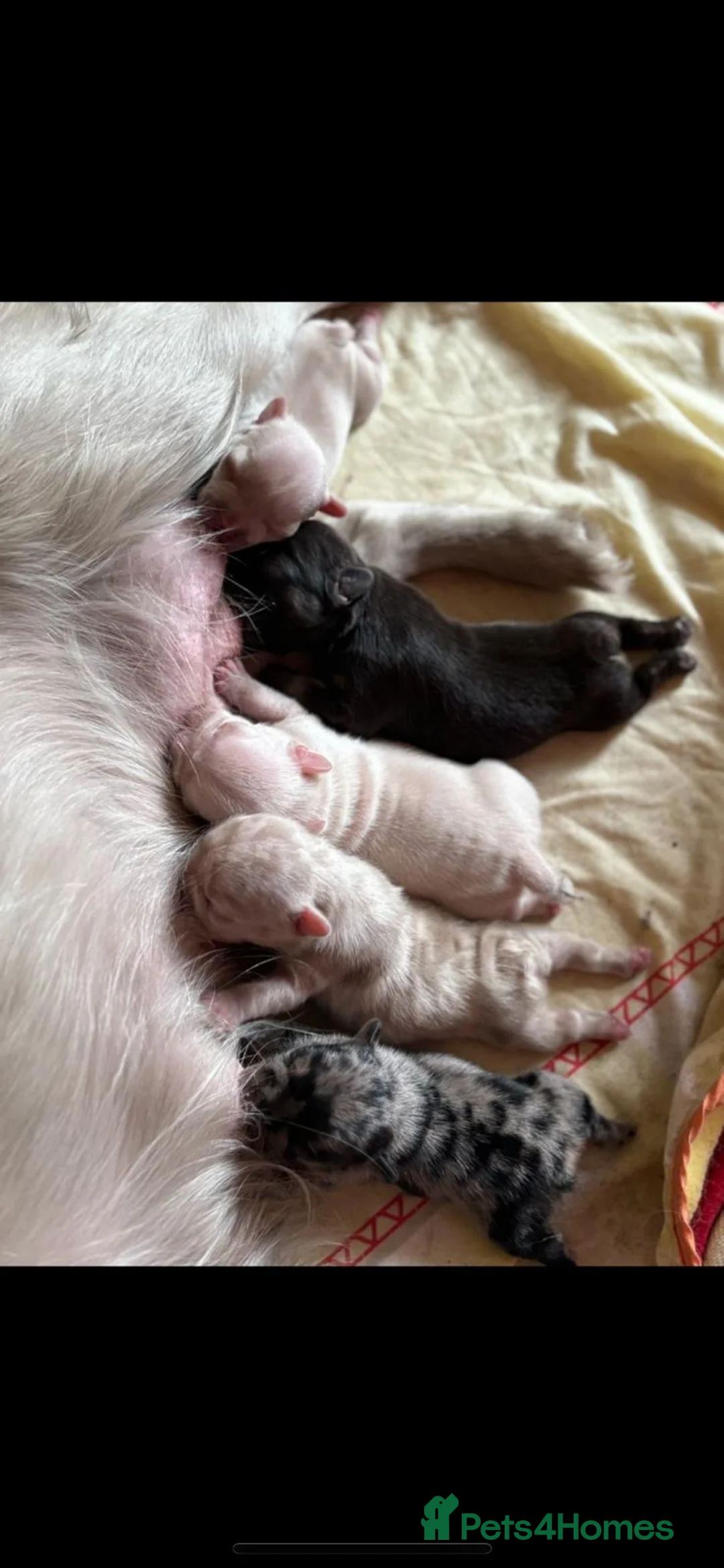 French Bulldog dogs for sale: Visual fluffy frenchie chocolate boy  - Advert 6