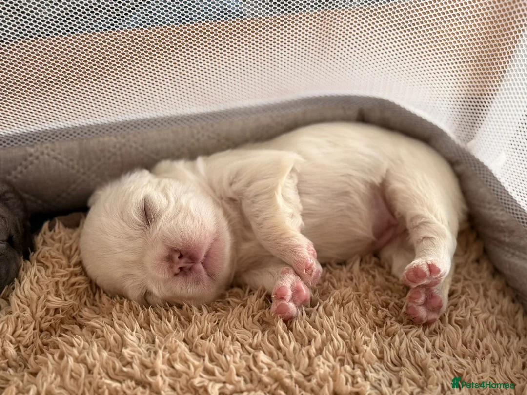 French Bulldog dogs for sale: French Bulldog  **  fluffy  in Bognor Regis - Advert 5