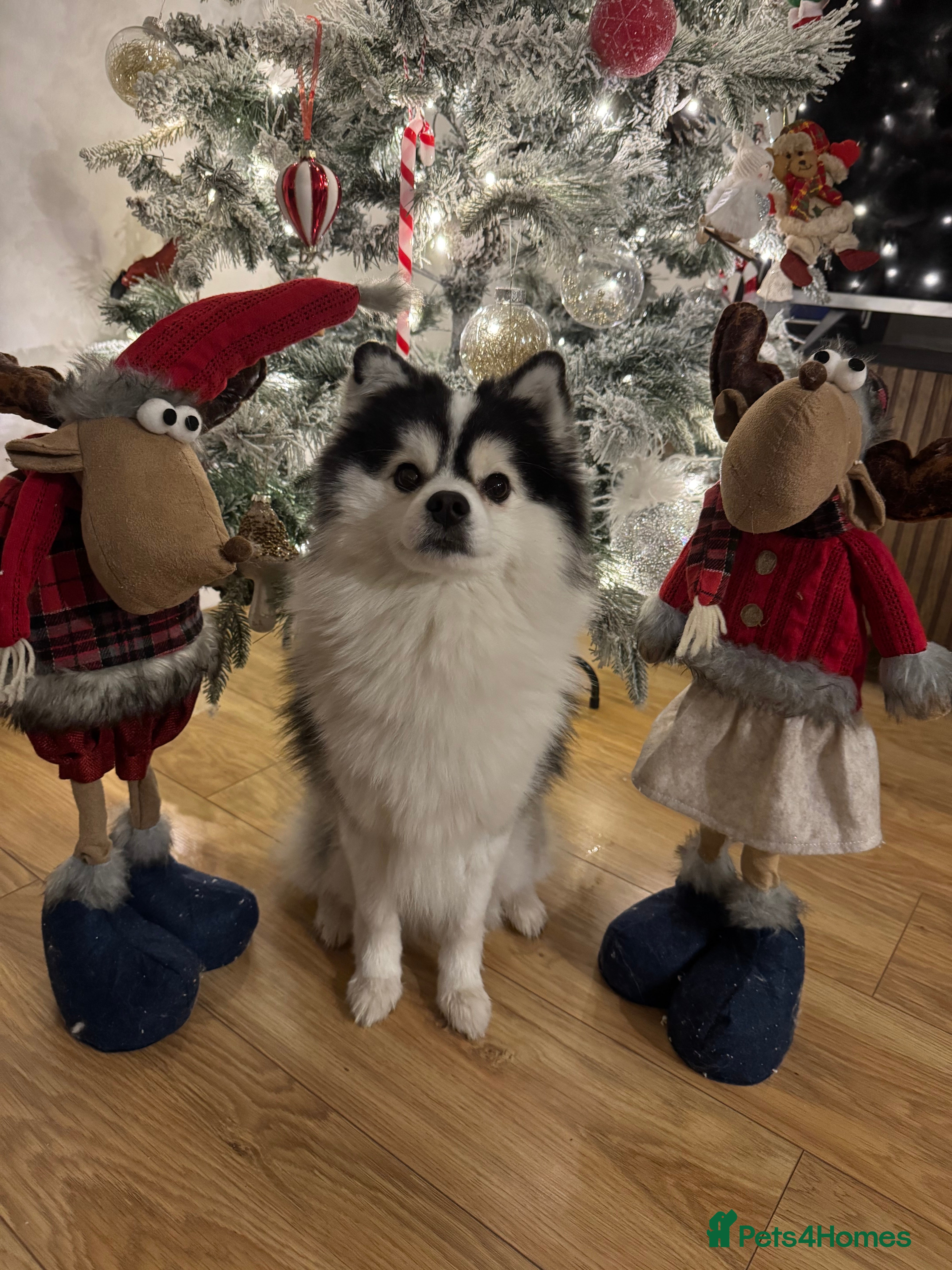 Pomsky dogs Micro F1 Pomsky Stud 5.5kg Fluffy Husky Markings - Advert 4