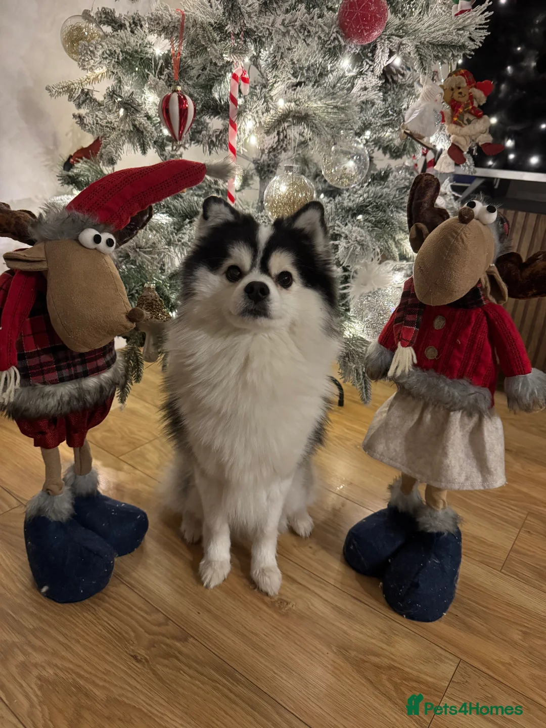 Pomsky dogs for stud: Micro F1 Pomsky Stud 5.5kg Fluffy Husky Markings in Manchester - Advert 1