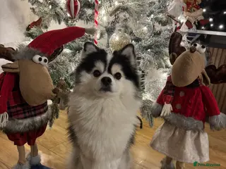 Pomsky dogs Micro F1 Pomsky Stud 5.5kg Fluffy Husky Markings - Advert 2