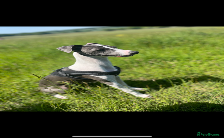 Italian Greyhound dogs - Advert 1