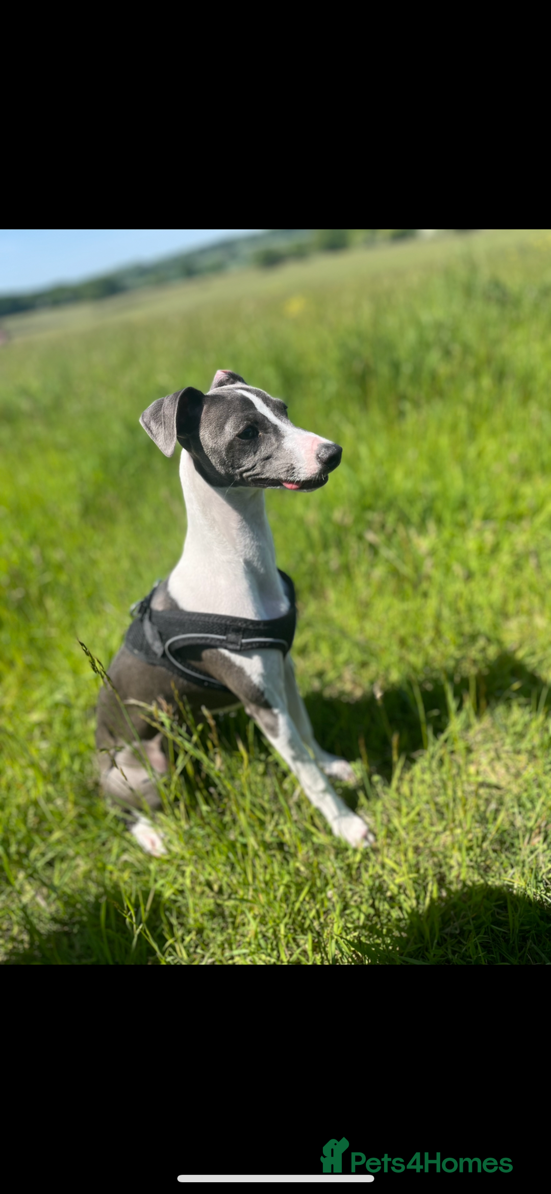 Italian Greyhound dogs for sale: Male Italian greyhound  - Image 1