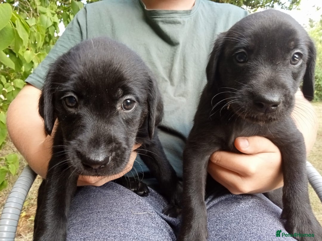 Labrador Retriever dogs for sale: KC Registered Labrador Retriever Puppies in Ross-on-Wye - Image 3