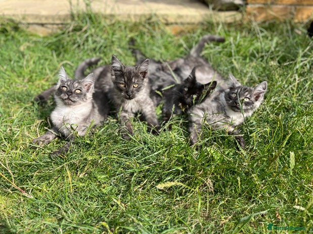 Ragcoon cats in Leeds - Advert 2