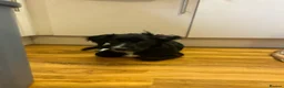 Mixed Breed dogs for sale: Stunning French bulldog/Pomeranian x Cocker  in London - Advert 18