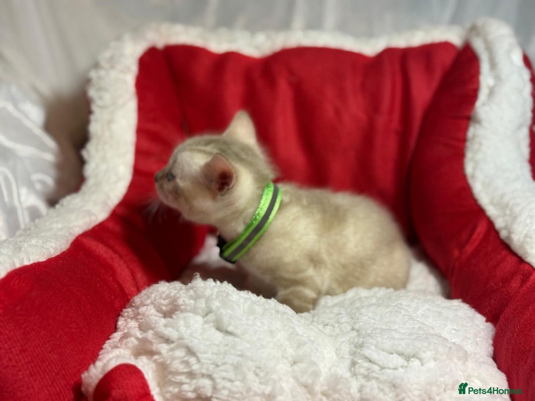 Bengal cats for sale: Bonnies Bengals  - Advert 7