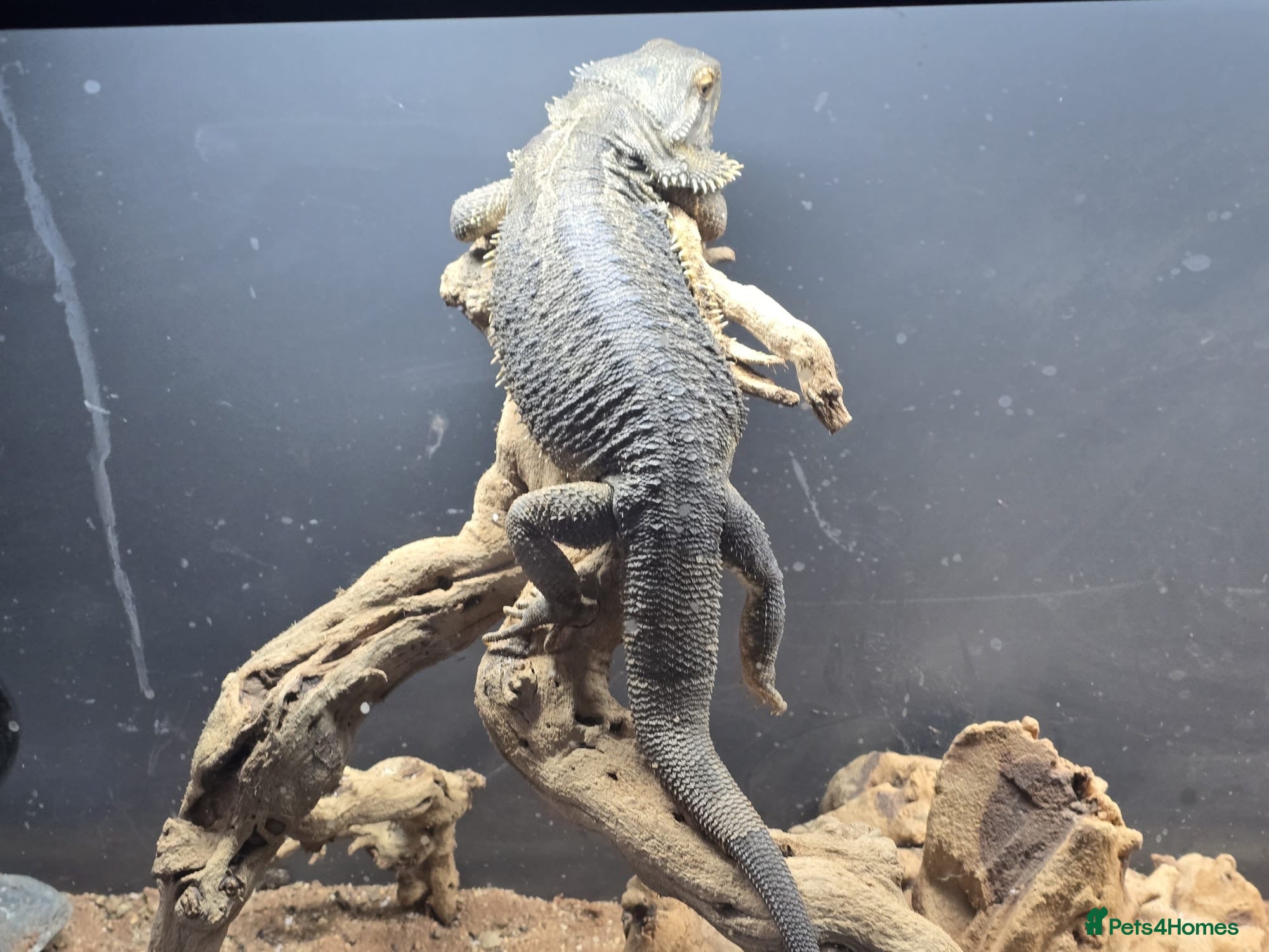Bearded Dragon reptiles Darren - Advert 1
