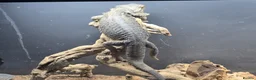 Bearded Dragon reptiles for sale: Darren in Chipping Campden - Advert 1