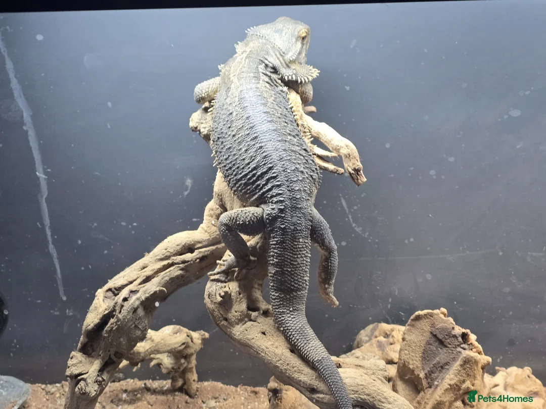 Bearded Dragon reptiles for sale: Darren in Chipping Campden - Advert 1