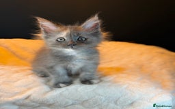 Maine Coon cats for sale: TICA Ginger, Red & Blue Tortie Maine Coon  - Image 6