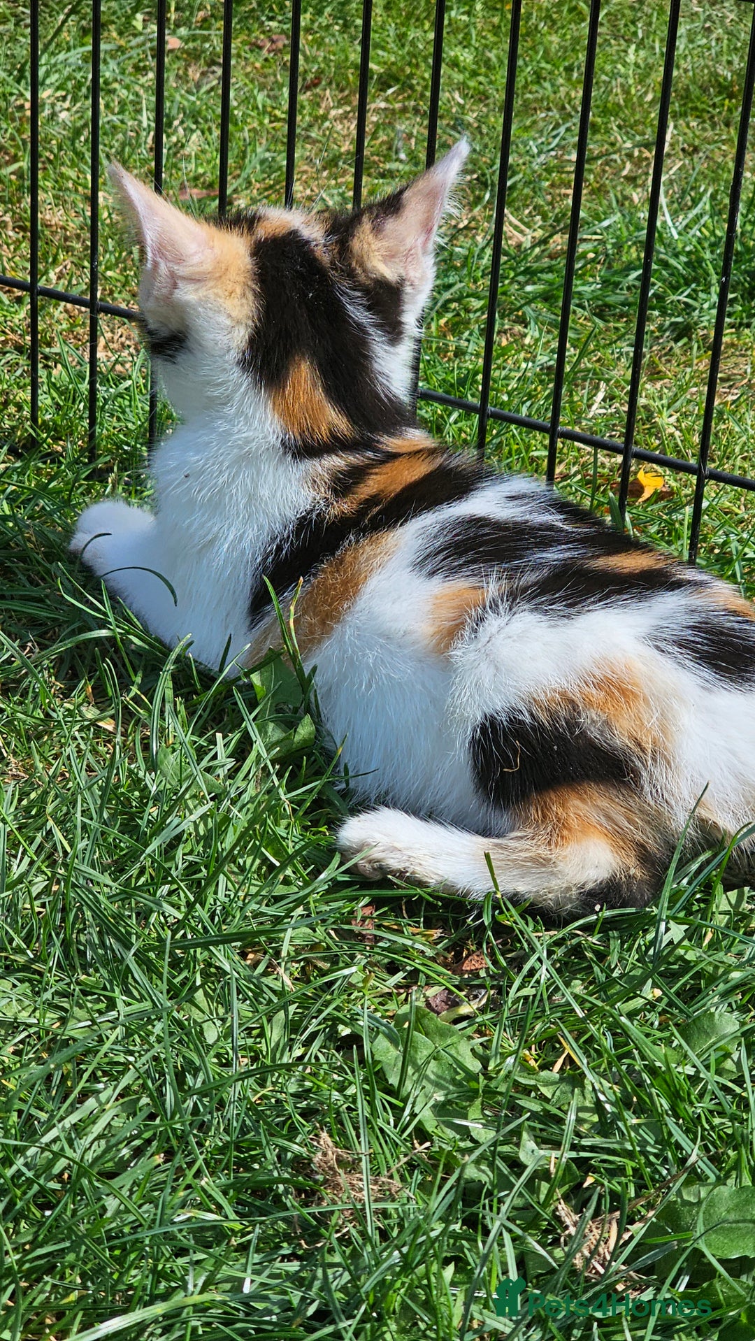 Mixed Breed cats for sale:  🐾 Adorable Kittens Ready for Loving Homes 🐾 - Image 13
