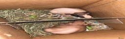 Guinea Pig rodents for sale: Baldwin skinny pig pair  - Advert 4