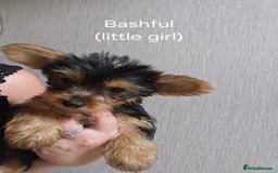 Yorkshire Terrier dogs for sale: Yorkshire Terries looking for their forever home. - Image 3