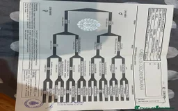 Belgian Shepherd Dog dogs for sale: Belgium malanios puppy for sale  - Image 9