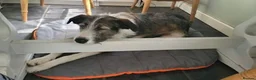 Mixed Breed dogs for adoption: Meet Fred, currently residing in Bristol  in Bristol - Advert 8
