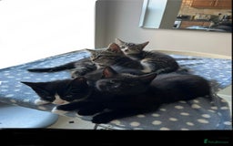 Mixed Breed cats for sale: 4 x Beautiful Adorable Kittens *Ready Now* - Image 26