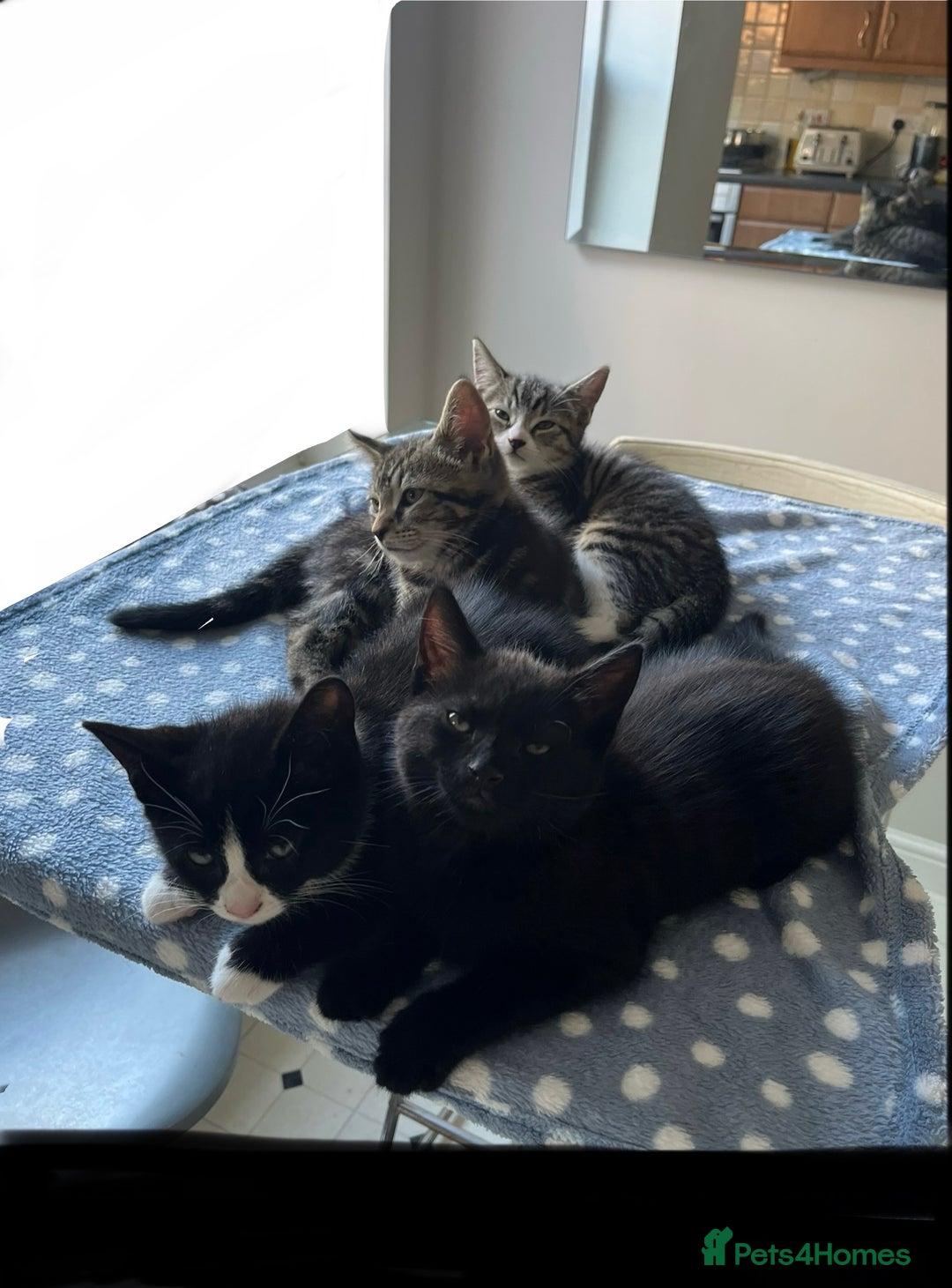 Mixed Breed cats for sale: 4 x Beautiful Adorable Kittens *Ready Now* - Image 26