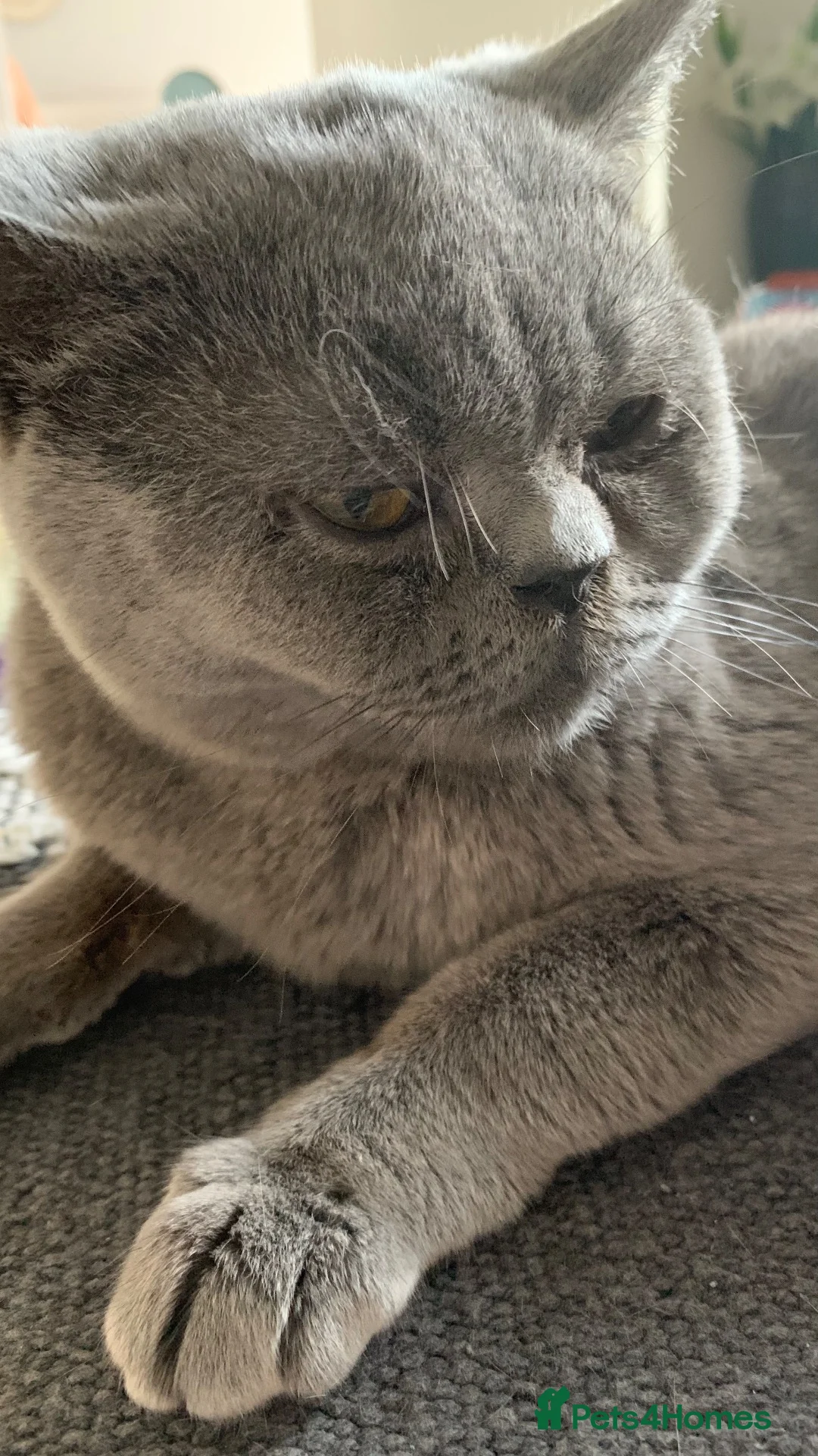 British Shorthair cats for sale: 2 year old British short haired female cat - Advert 12