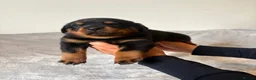 Rottweiler dogs for sale: Rottweiler Puppies 🏆 (IMP bloodline) - Advert 8