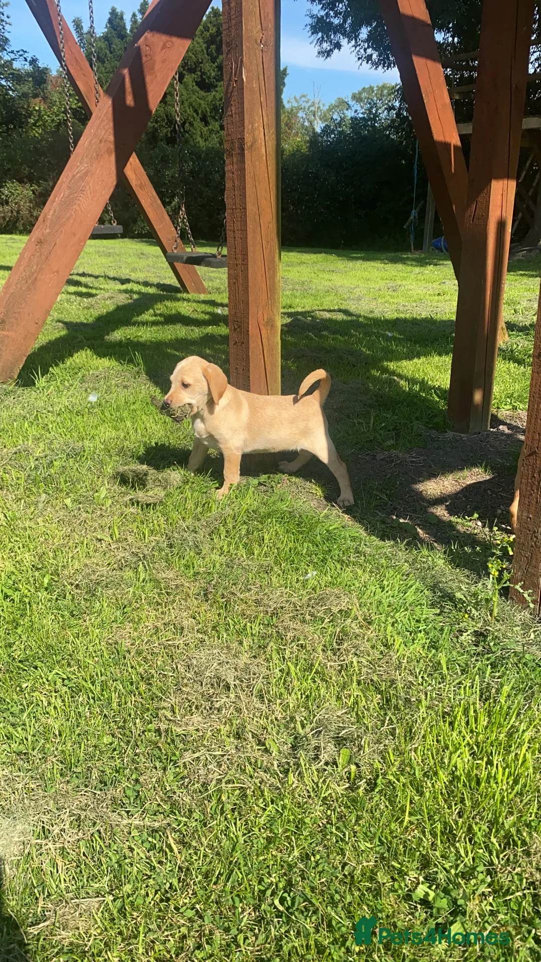 Labrador Retriever dogs for sale: Ftch kc reg labrador puppies  - Advert 12