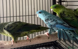 Parakeets birds for sale: Baby Lineolated Parakeets  - Image 3