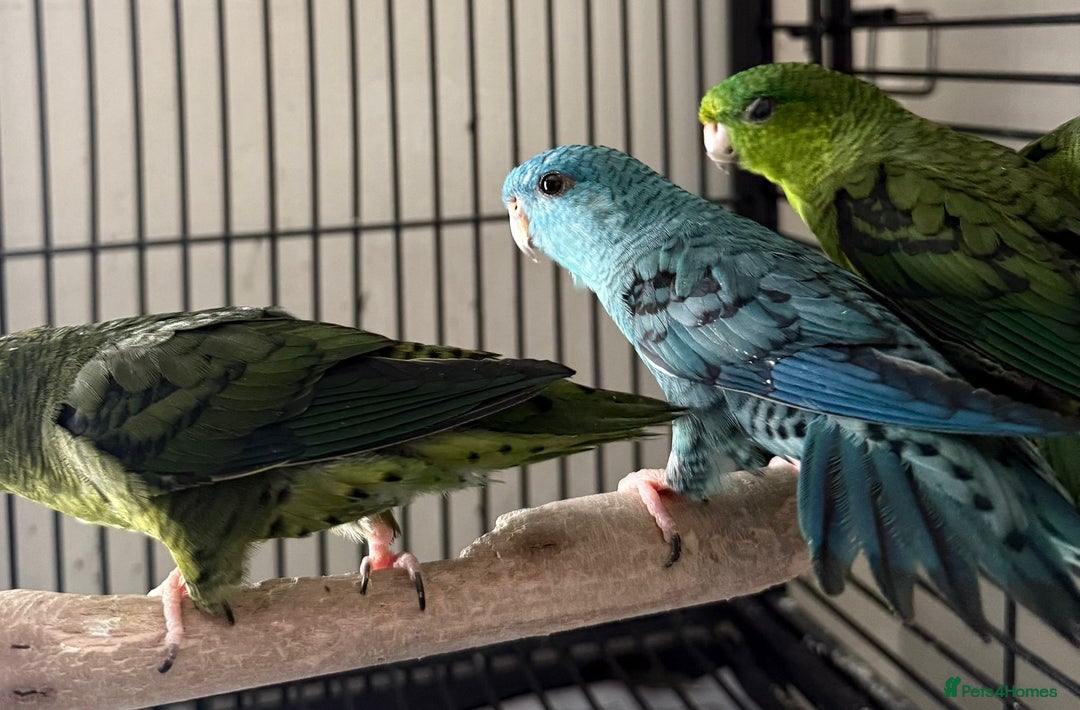 Parakeets birds for sale: Baby Lineolated Parakeets  - Image 3