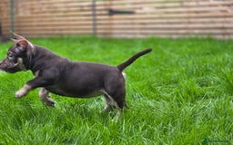 American Bully dogs for sale: 3 Stunning Correct Female Pocket Bullies  - Image 5