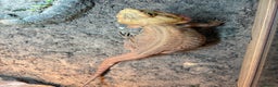 Bearded Dragon reptiles for sale: Male bearded Dragon - Advert 2