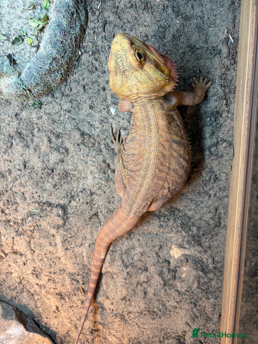 Bearded Dragon reptiles for sale: Male bearded Dragon - Advert 2