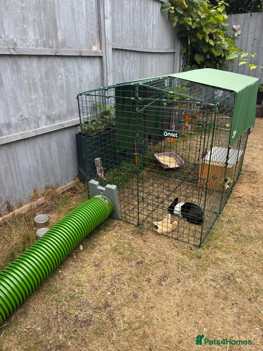 Dutch rabbits for sale: Pair of bonded vaccinated female rabbits - Image 7